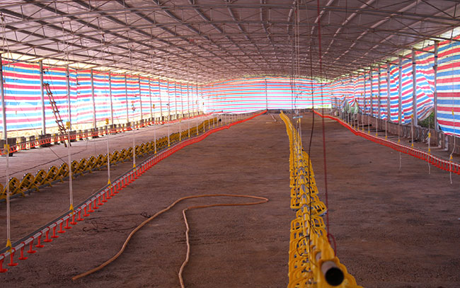 養殖場畜禽舍內