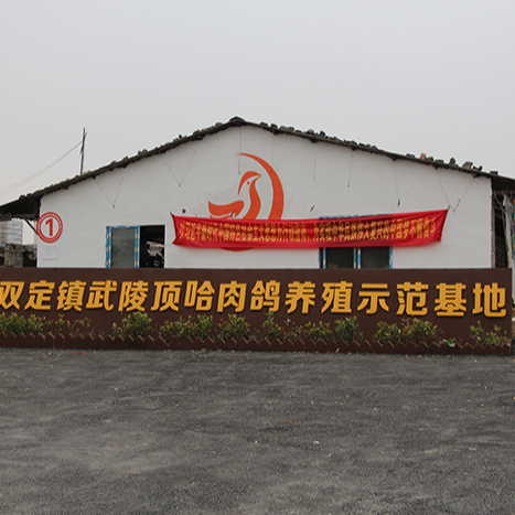 雙定鎮武陵頂哈肉鴿養殖示范基地 雙定鎮武陵頂哈肉鴿養殖示范基地